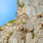 Les acrobates de la falaise 