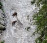 Les acrobates de la montagne de Josiane FERRET 