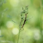 les acrobates du pré.....