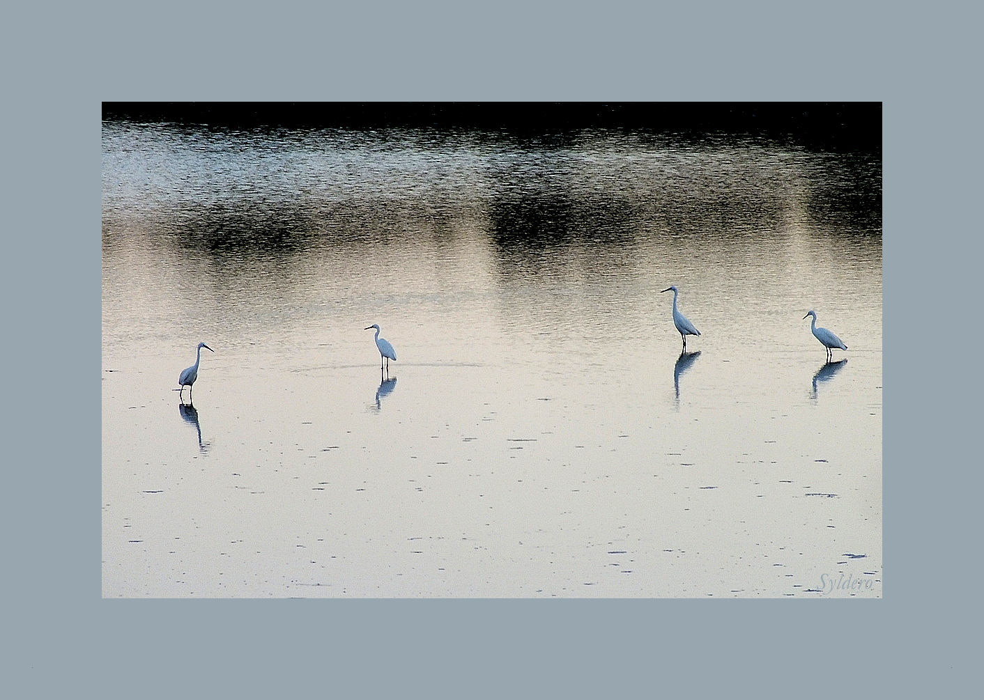 Les aigrettes