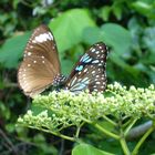 Les ailes colorées