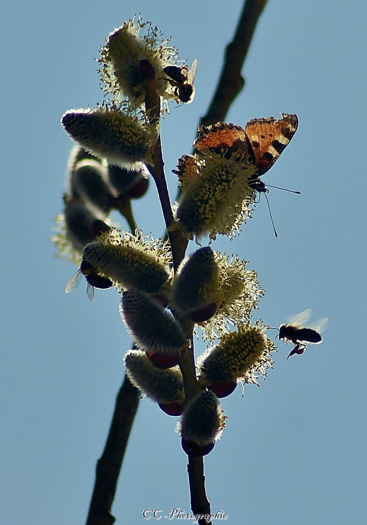 les ailes de la délicatesse