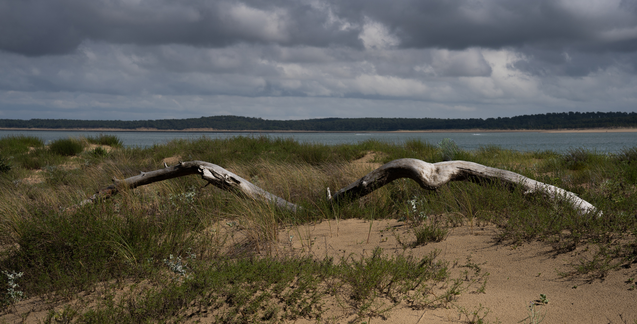 Les ailes de la nature