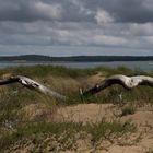 Les ailes de la nature