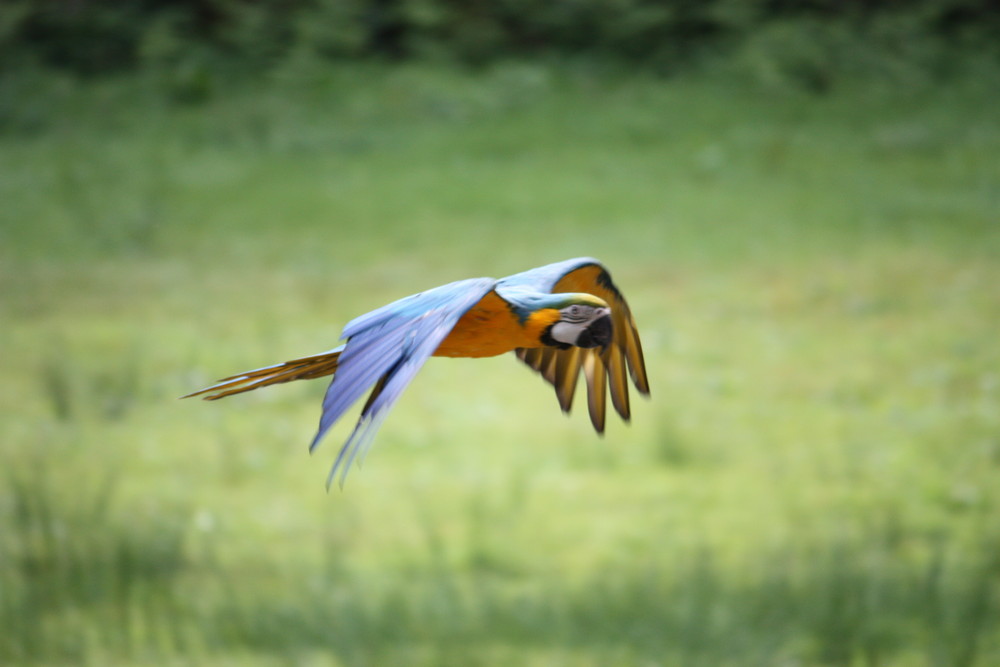 Les ailes déployées !