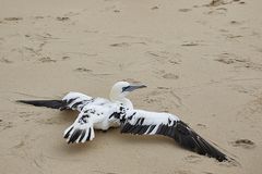 Les ailes déployées !