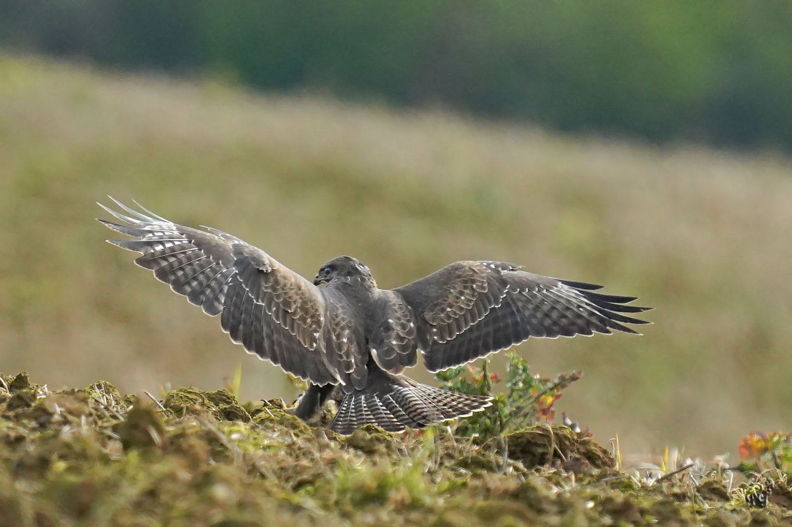 Les ailes déployées .....