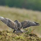 Les ailes déployées .....