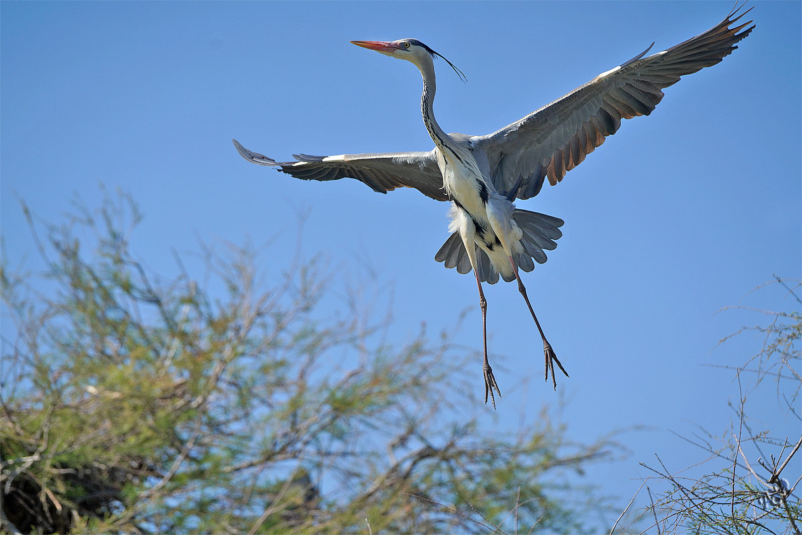 Les ailes déployées ..... le héron cendré