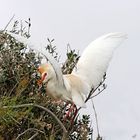 Les ailes déployées ... le héron garde boeuf