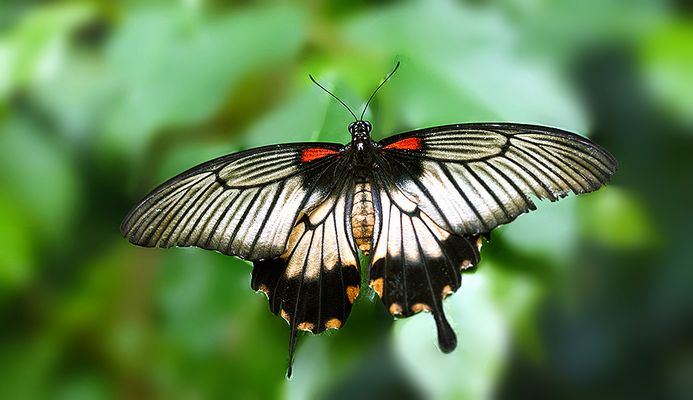 ...Les ailes du désir...