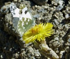 *les ailes du printemps*