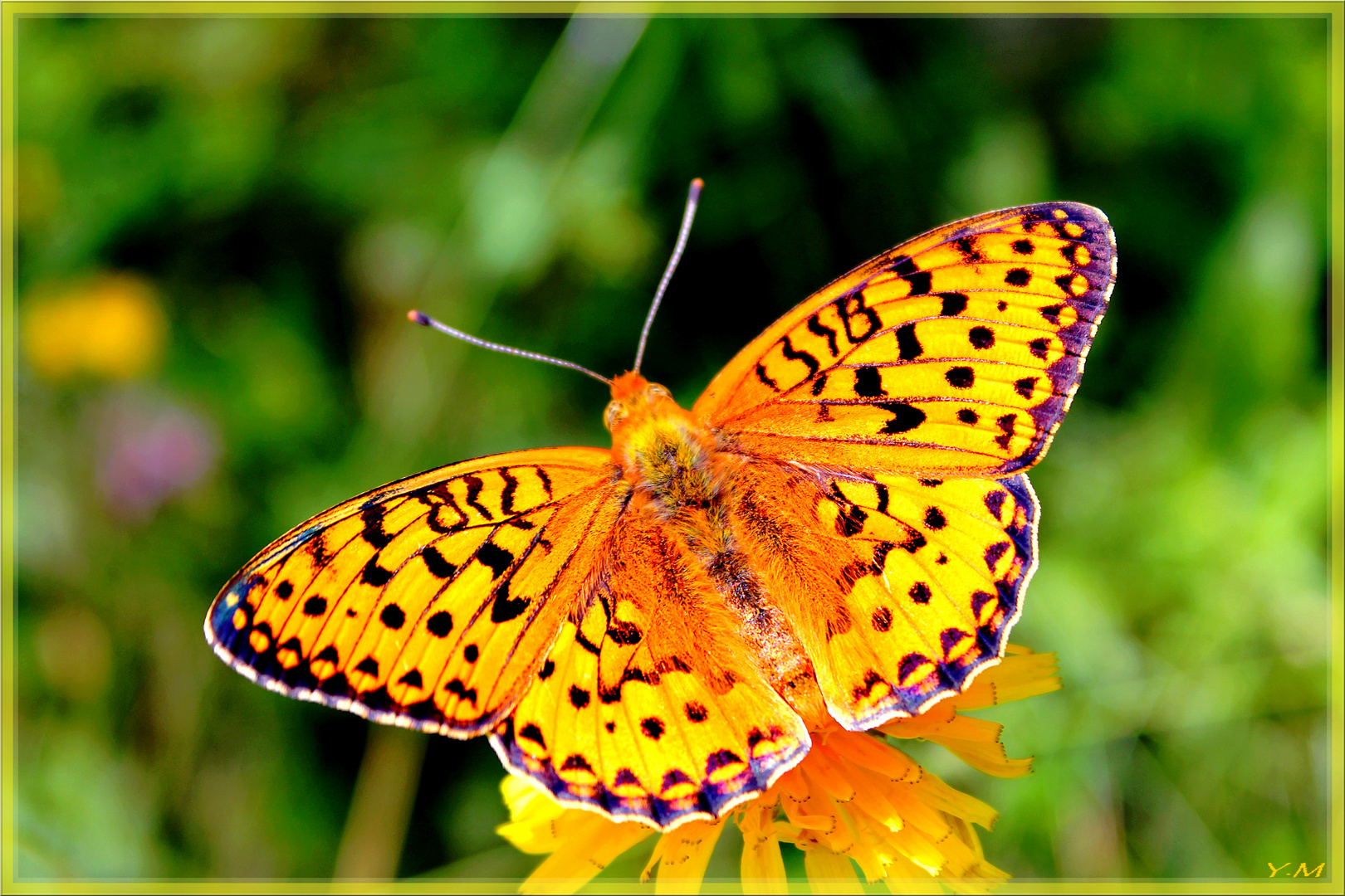 Les ailes flamboyantes....