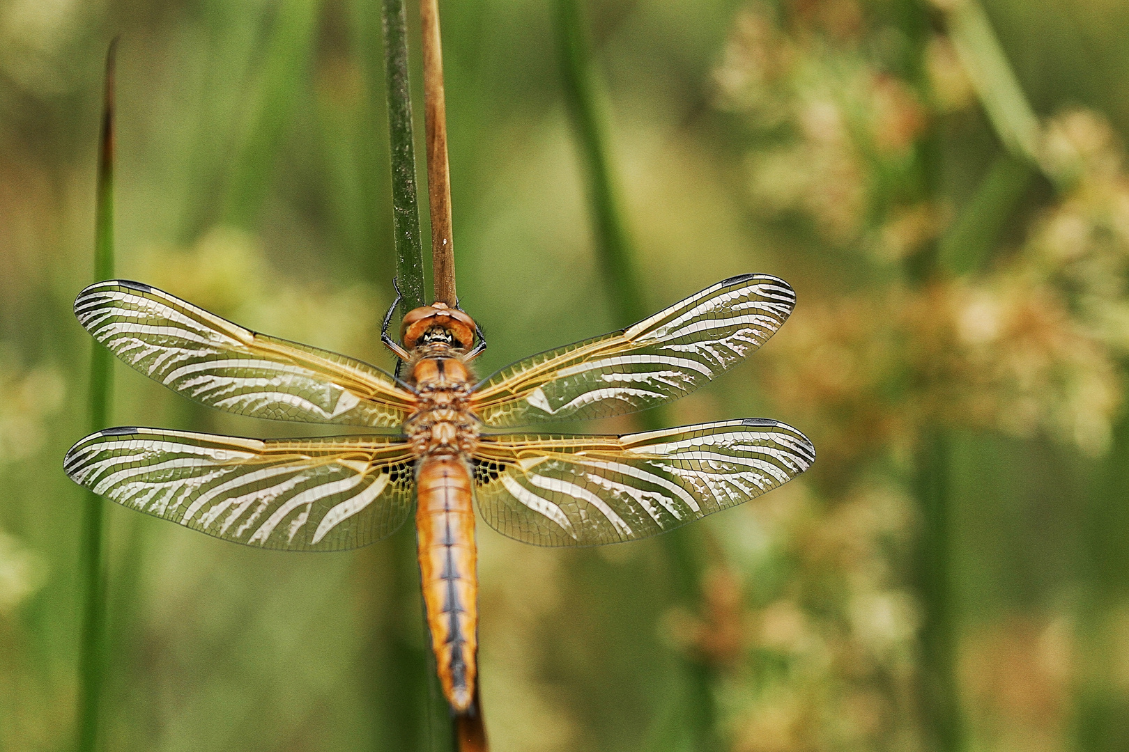 les ailes qui brillent ! photo et image macro nature, macro insectes, libellules Images
