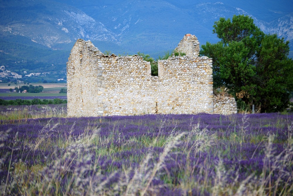 les alpes de haute provence lavande