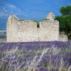 les alpes de haute provence lavande