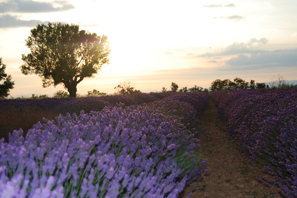 les alpes de haute provence, lavandin