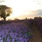 les alpes de haute provence, lavandin