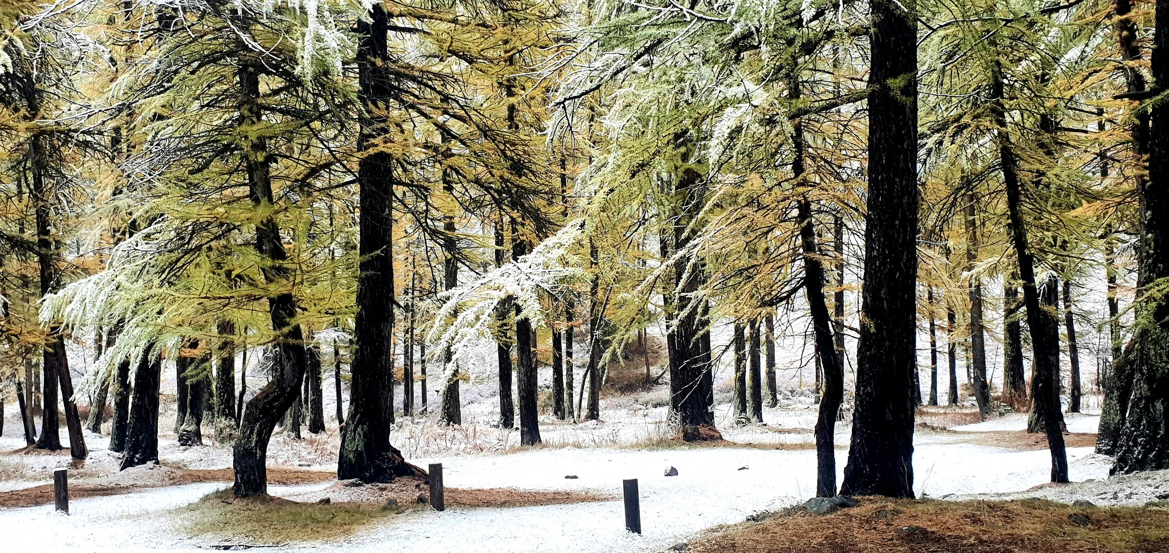 les Alpes en hiver, à lautomne et en étè