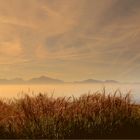 les Alpes et la brume sur le lac...