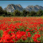 Les Alpilles