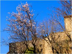 Les Alpilles (13)