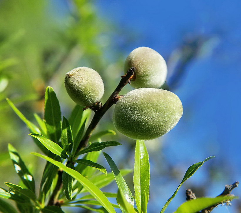 les amandons