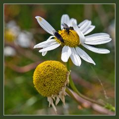 Les amants de Marguerite