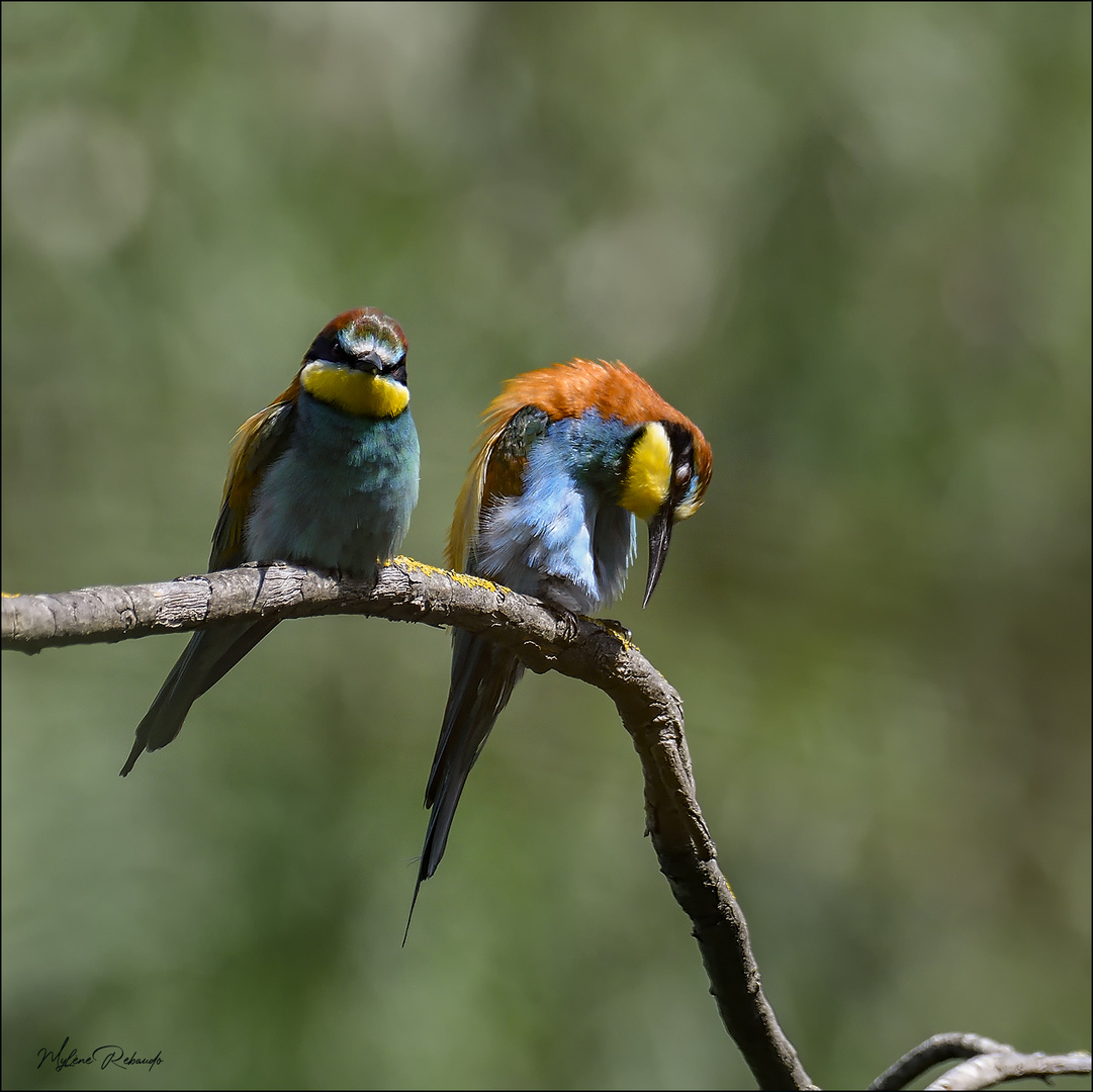 Les amoureux