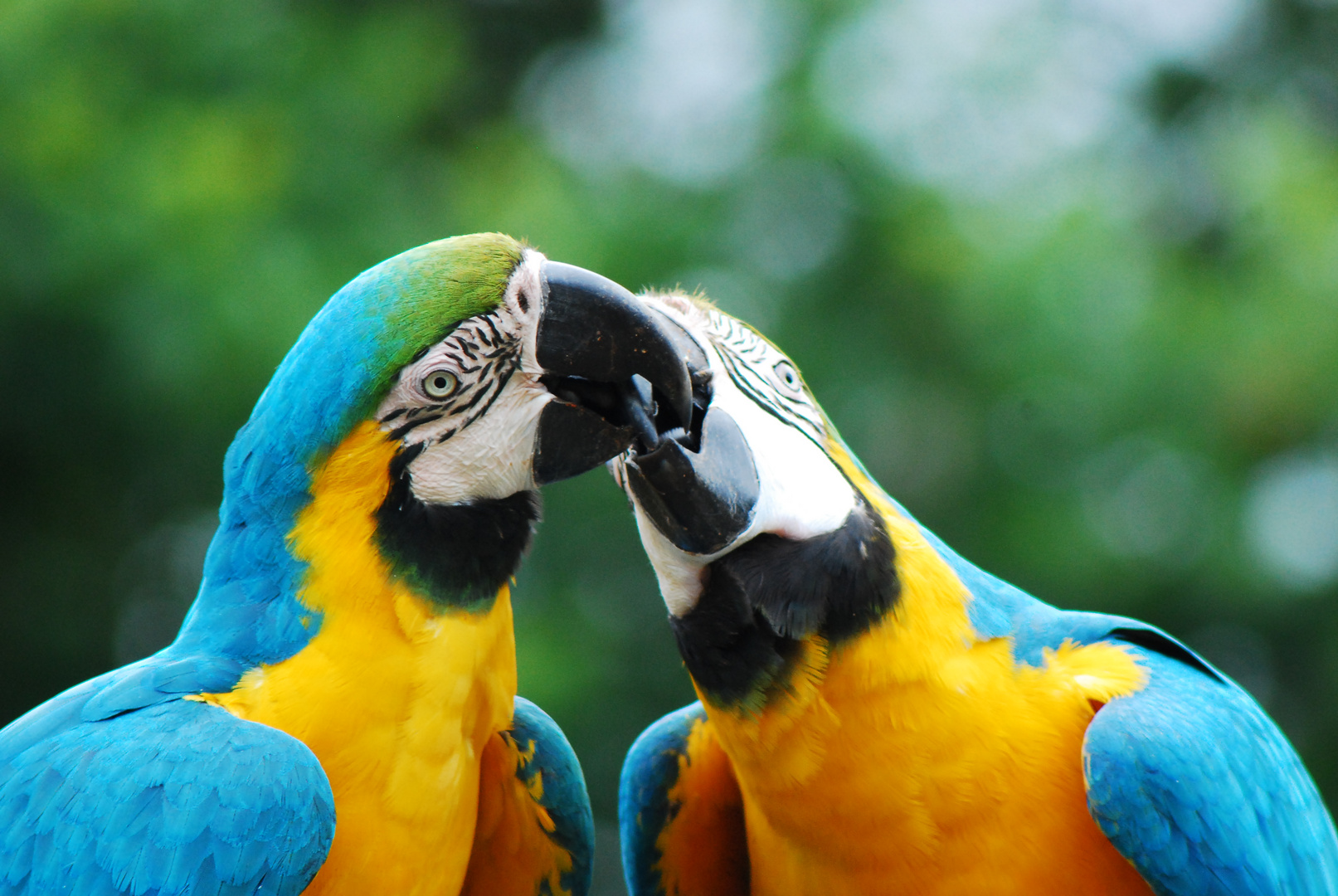 Les amoureux