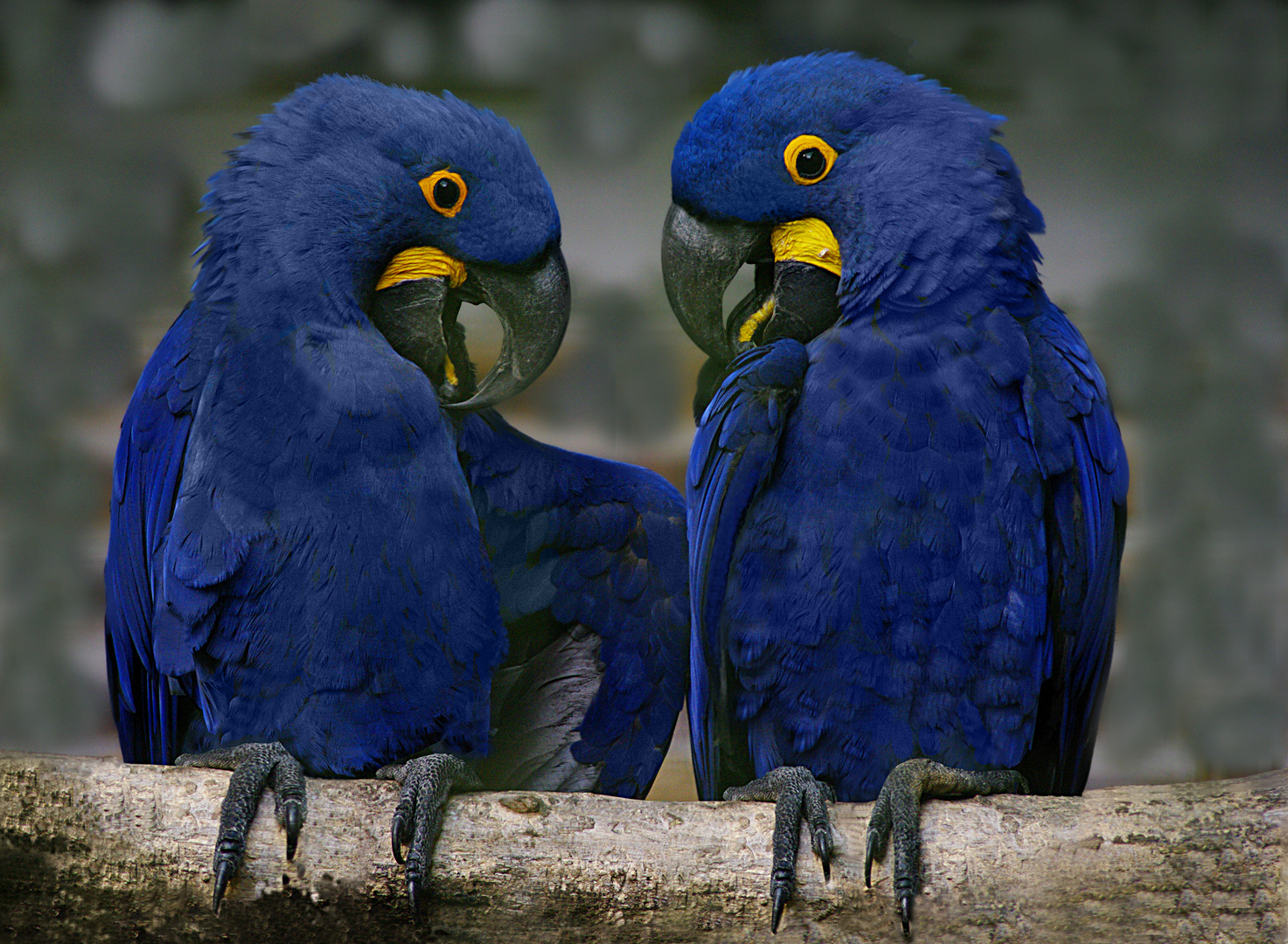 Les amoureux à plumes  (Anodorhynchus hyacinthinus, ara hyacinthe)