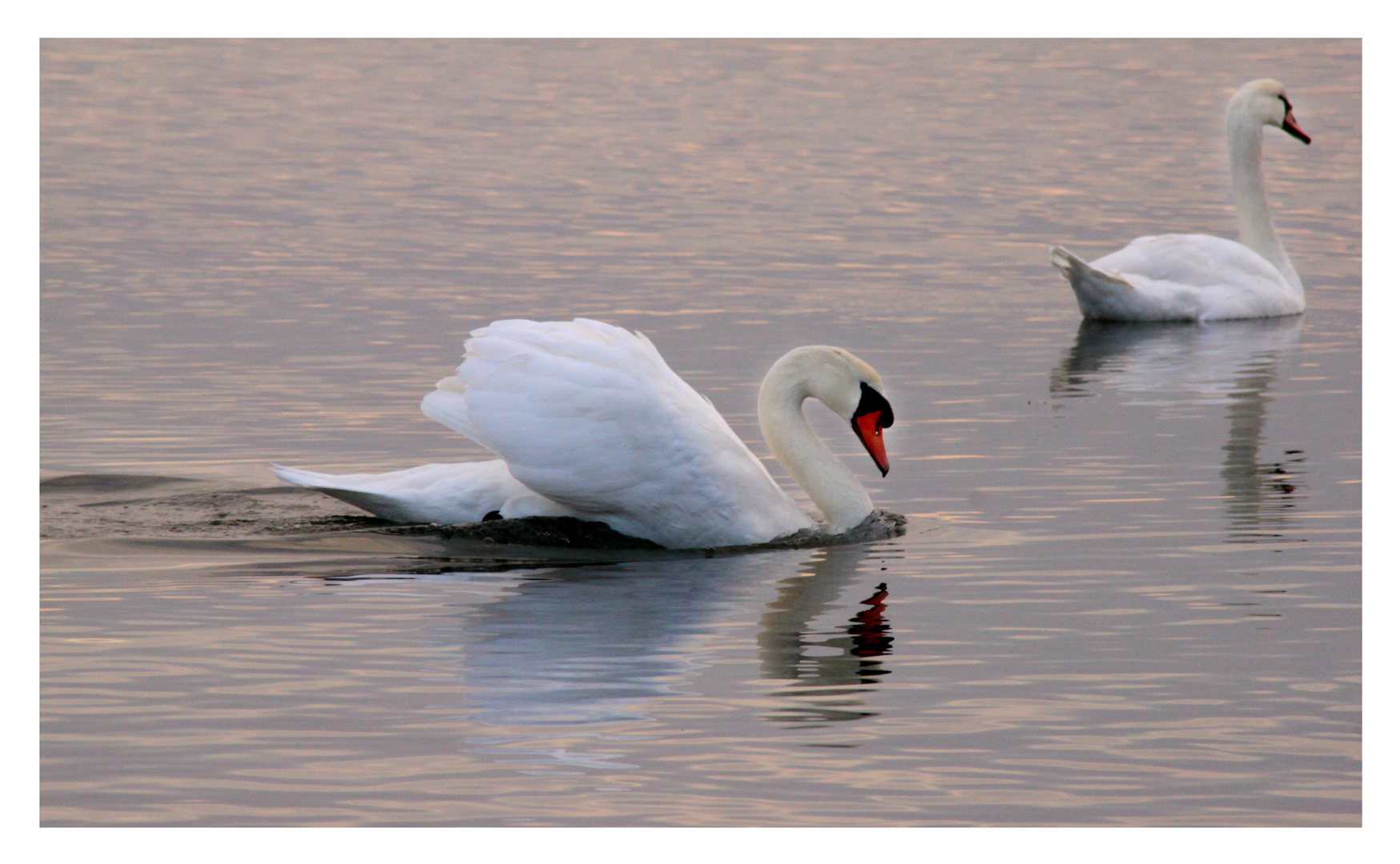 Les amoureux du lac rose