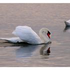 Les amoureux du lac rose