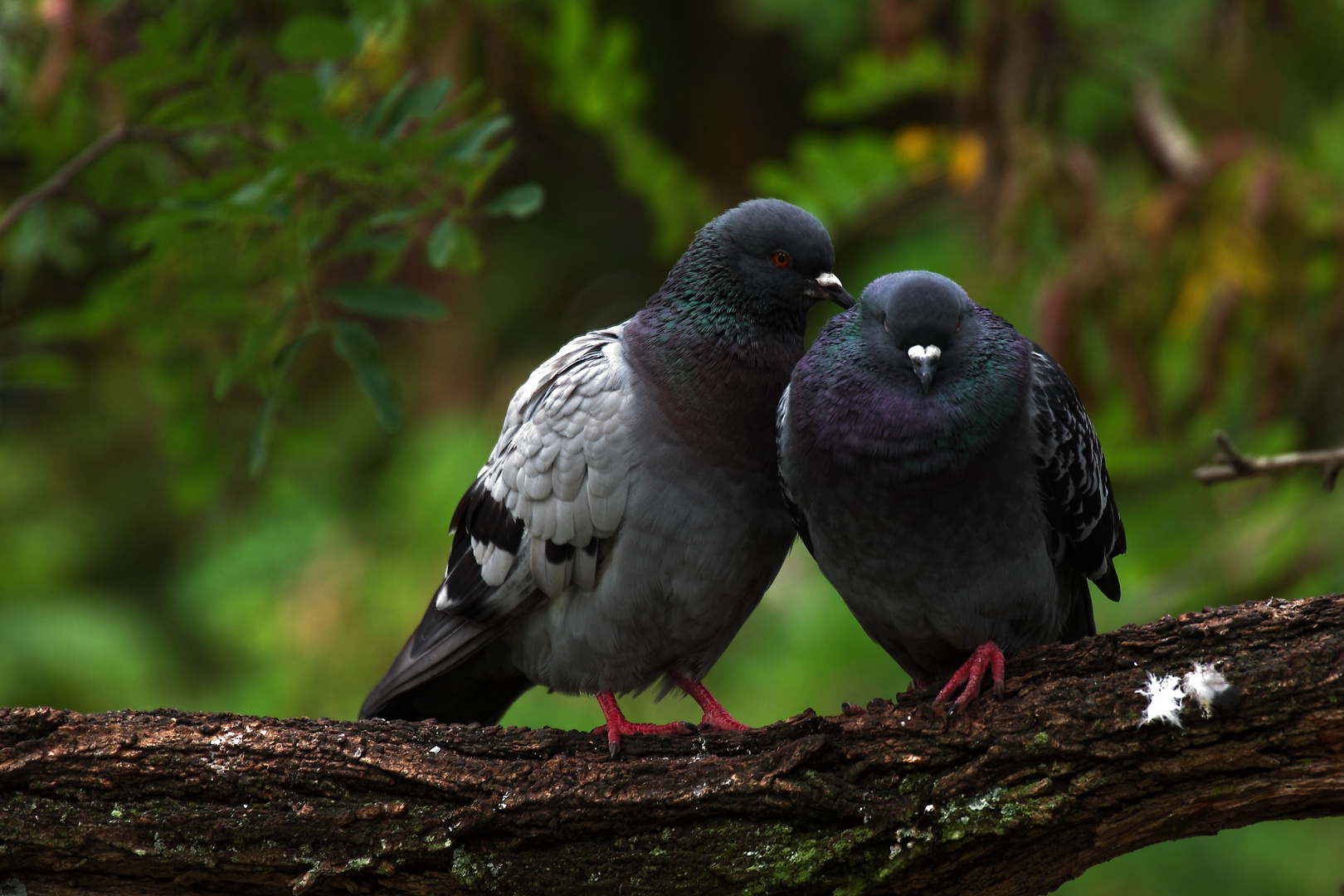 les amoureux