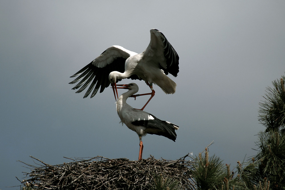 les amours de cigognes