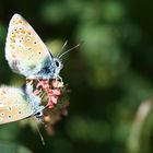 LES AMOURS DE PAPILLONS ... ACCOUPLEMENT