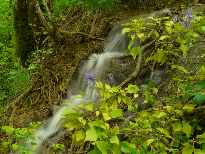 les ancolies aux cascades de Roquefort