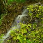 les ancolies aux cascades de Roquefort