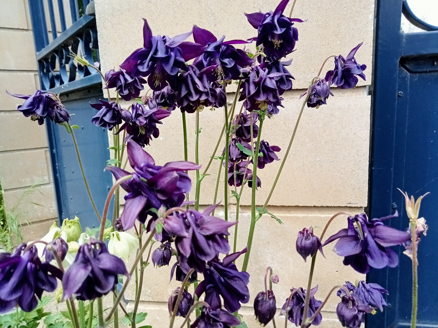 Les ancolies lie de vin au jardin sont en pleine floraison