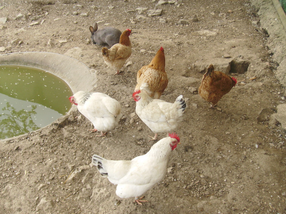 Les Animaux de la Ferme:pureté de la campagne.