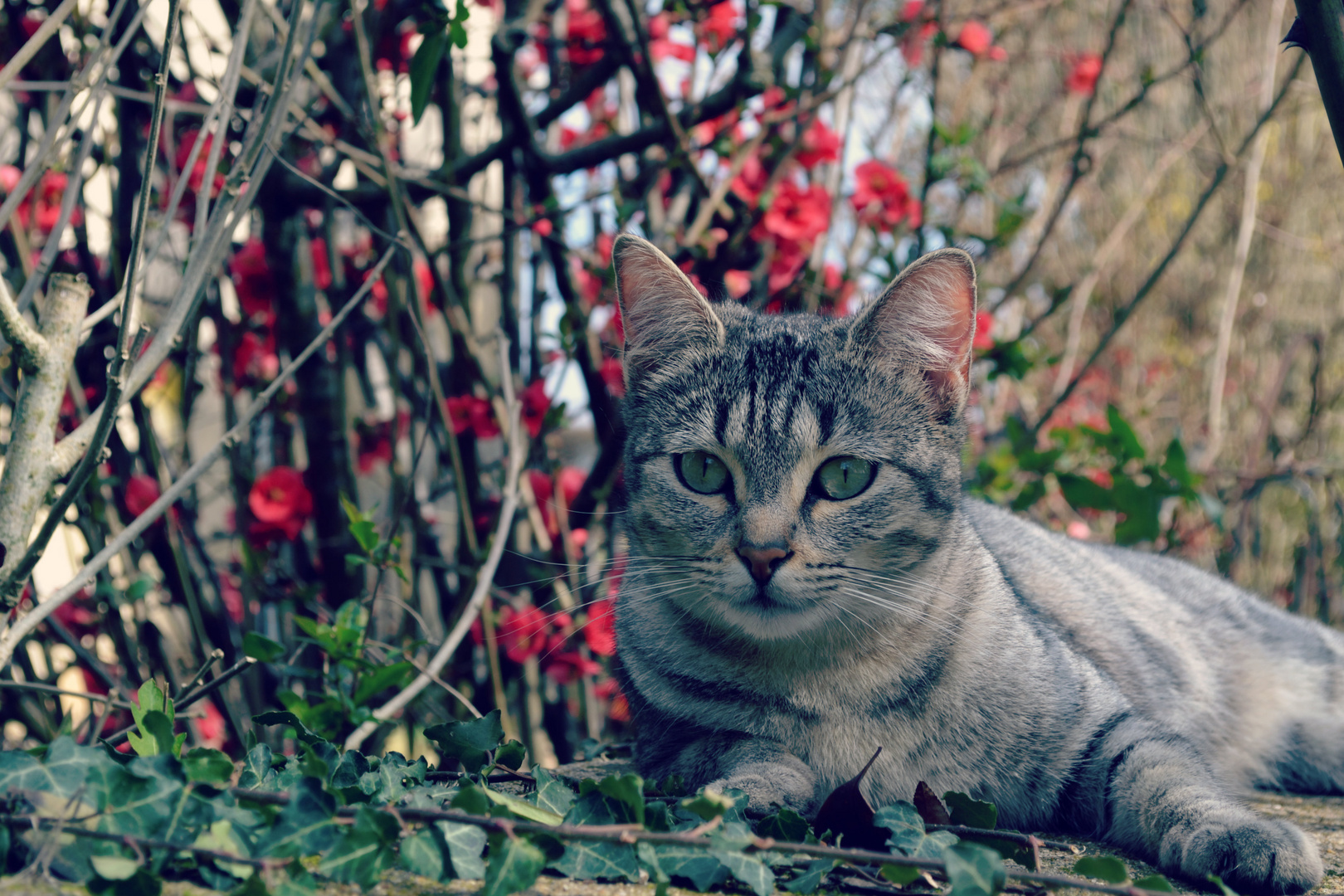 Les animaux sont les anges de cette terre.