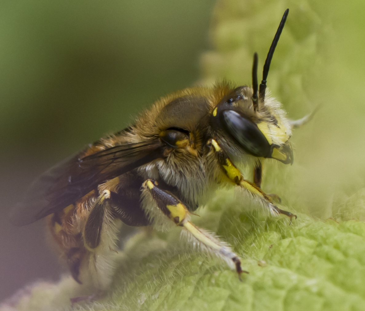 Les Anthidies : "Abeilles cotonnières ou résinières"