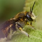 Les Anthidies : "Abeilles cotonnières ou résinières"