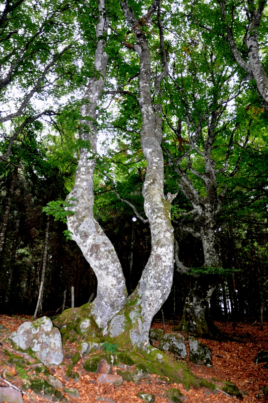 Les arbres