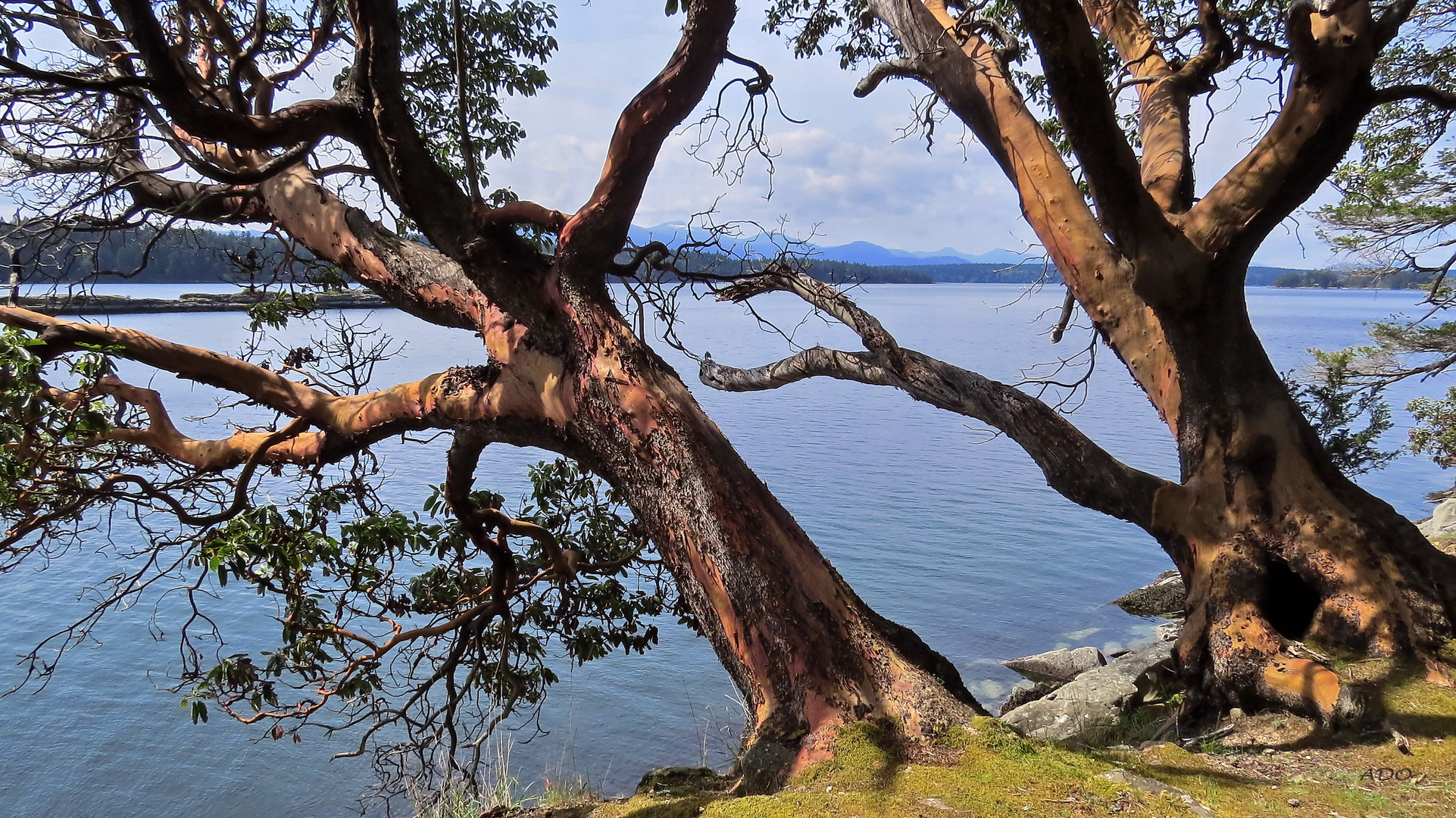 les arbres