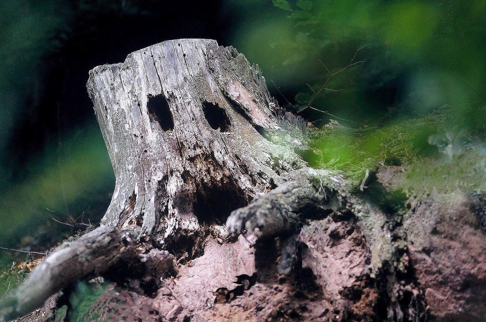 Les arbres aussi peuvent crier