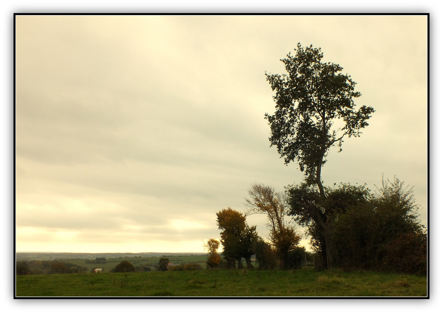 Les arbres aux aguets.