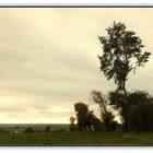 Les arbres aux aguets.