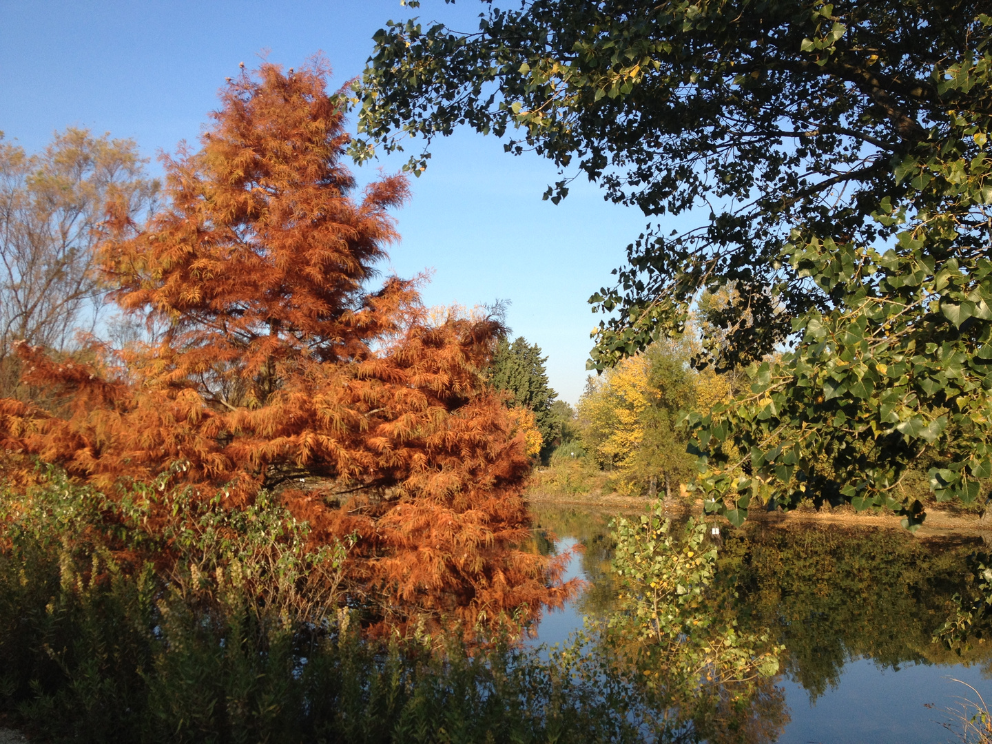 Les Arbres aux couleurs d'Automne