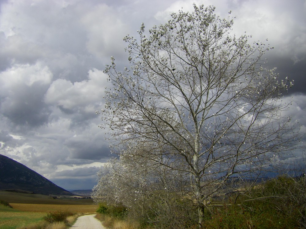 Les arbres blancs